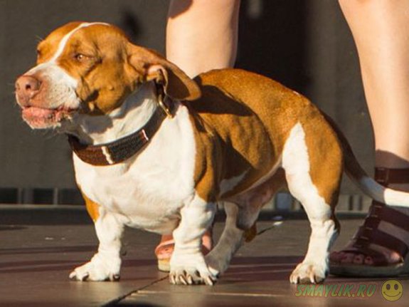 Дворняга Валле - самая уродливая собака в мире