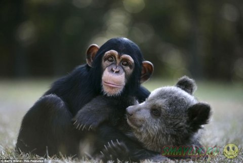 Дружеские отношения медвежонка Бам Бам и шимпанзе Вали 