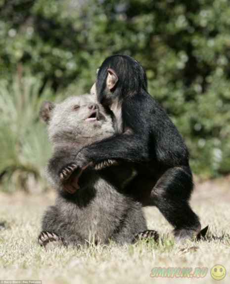Дружеские отношения медвежонка Бам Бам и шимпанзе Вали 