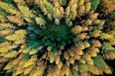 Роскошные леса польской Померании