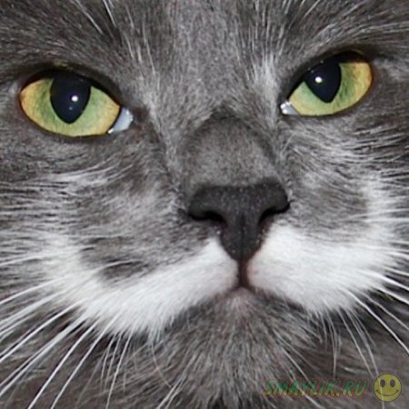 Знаменитые усы у кота Гамильтона