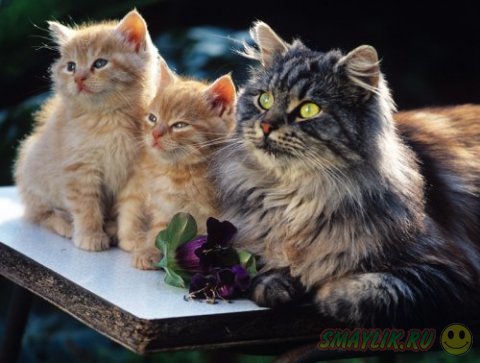Восхитительные трио в животном мире