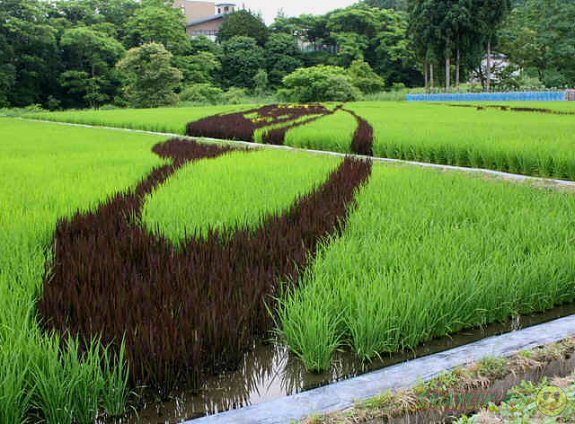 Искусство танбо на рисовых полях в Японии