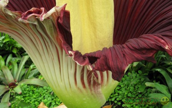 В ботаническом саду Бельгии расцвел цветок Titan Arum 