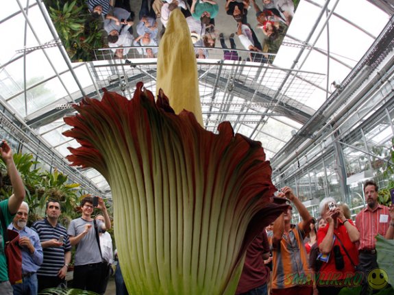 В ботаническом саду Бельгии расцвел цветок Titan Arum 