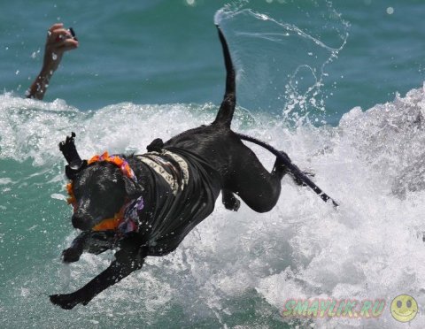 В Уэст-Палм-Бич состоялся чемпионат по серфингу среди собак