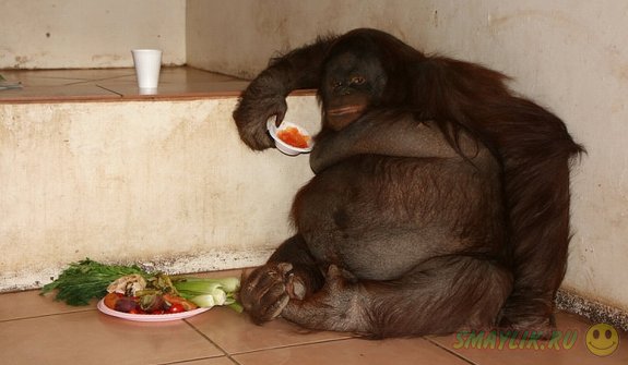 В заповеднике Малайзии обезьяну Джеки посадили на диету из овощей и фруктов