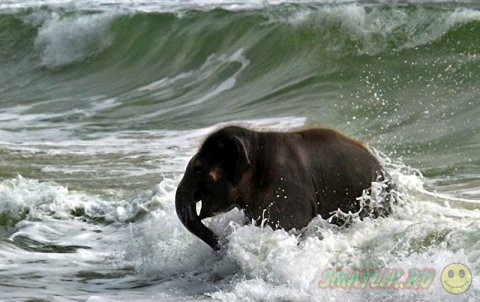 Слонёнок на морском берегу