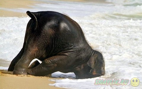 Слонёнок на морском берегу