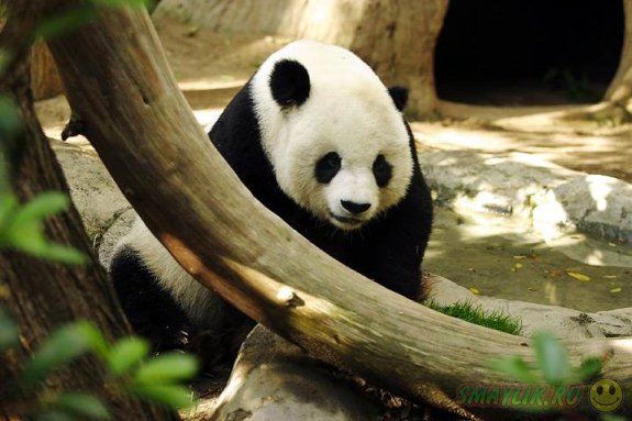 В зоопарке Атланты в США у панды родилась двойня 