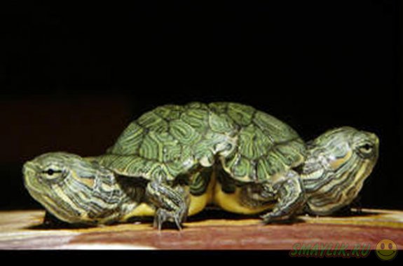  В зоопарке США появилась на свет двухголовая черепаха