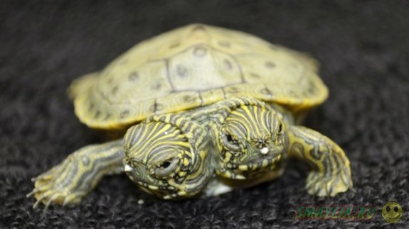  В зоопарке США появилась на свет двухголовая черепаха
