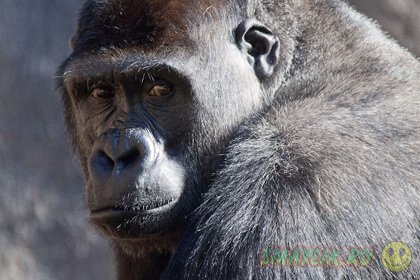Австралия: Патриарх семейства горилла Кибабу уходит на пенсию