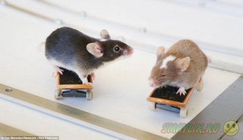 Бесстрашные мышки, катающиеся на скейтборде