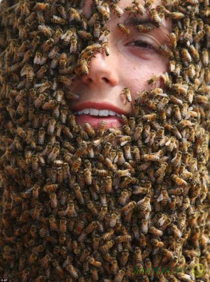 Состязание пчелиных бород на ферме Clovermead Adventure Farm 