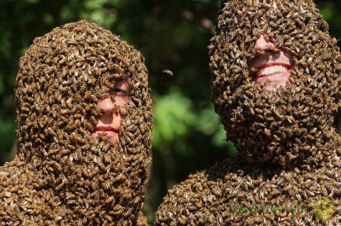 Состязание пчелиных бород на ферме Clovermead Adventure Farm 