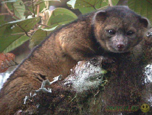 В колумбийских лесах ученые открыли новый вид млекопитающих