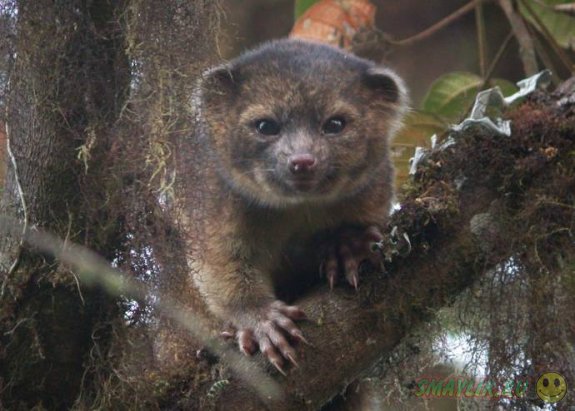 В колумбийских лесах ученые открыли новый вид млекопитающих