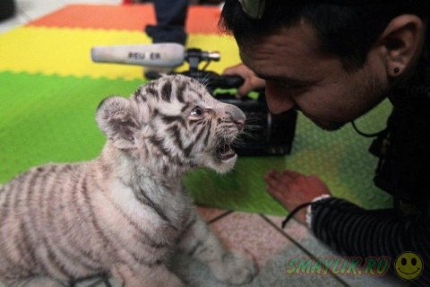 В Перу в зоопарк привезли белого бенгальского тигренка