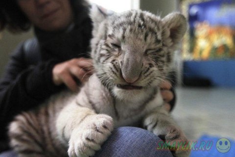 В Перу в зоопарк привезли белого бенгальского тигренка