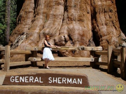 Величественный «генерал Шерман» - настоящее чудо природы 
