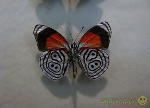 Бабочка Diaethria neglecta с числом «89» на крыльях