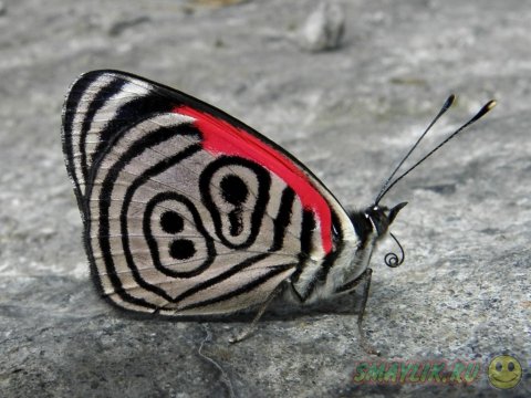 Бабочка Diaethria neglecta с числом «89» на крыльях