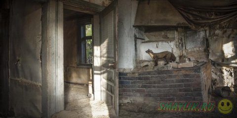 Дикие животные в заброшенных домах в Финляндии