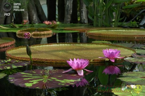 Виктория амазонская - самое большое цветковое растение на Земле