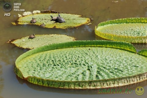 Виктория амазонская - самое большое цветковое растение на Земле