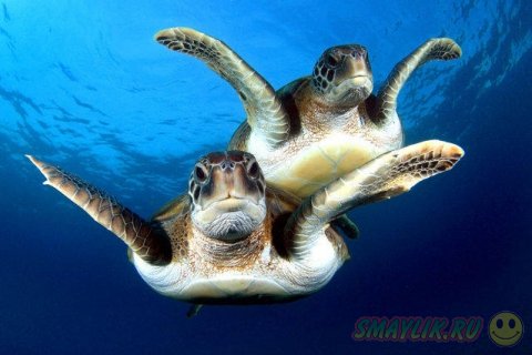 Плавающие под водой  черепахи у берегов Канарских островов 