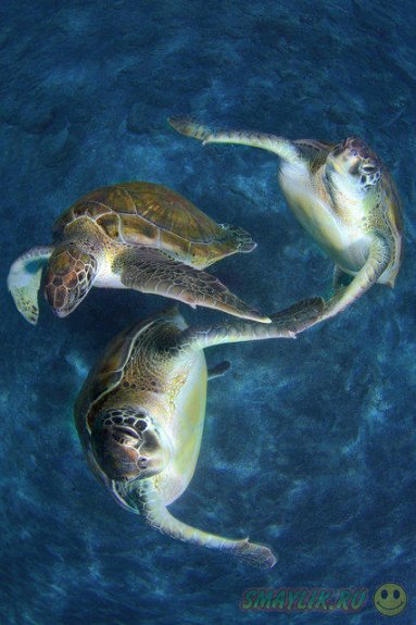 Плавающие под водой  черепахи у берегов Канарских островов 