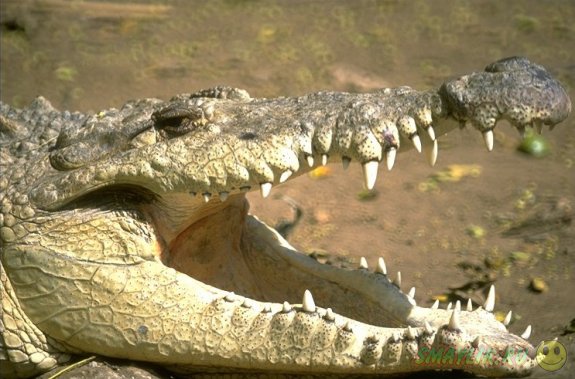 Турист две недели  скрывался на острове от преследовавшего его крокодила