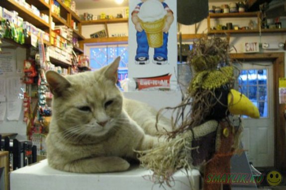 Рыжий кот-мэр Стаббс выписан из ветеринарной клиники
