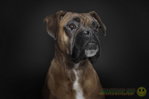 Портреты собак от Ральфа Хагартена 