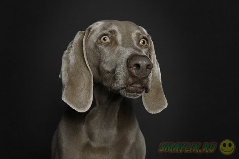 Портреты собак от Ральфа Хагартена 