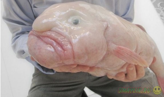 Рыба-капля признана самым уродливым существом