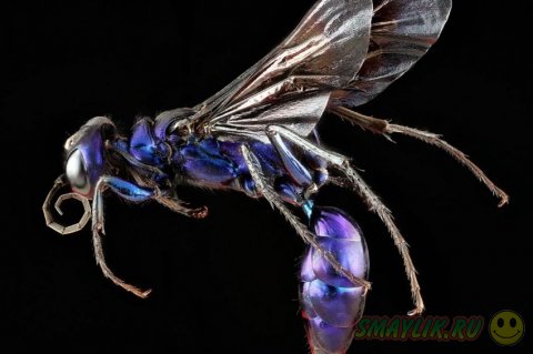 Снимки насекомых снятых крупным планом