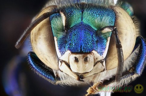 Снимки насекомых снятых крупным планом