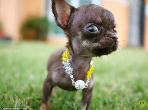 Чихуахуа из Пуэрто-Рико самая крошечная собака на планете