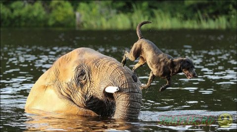 Слон и лабрадор весело проводят время вместе