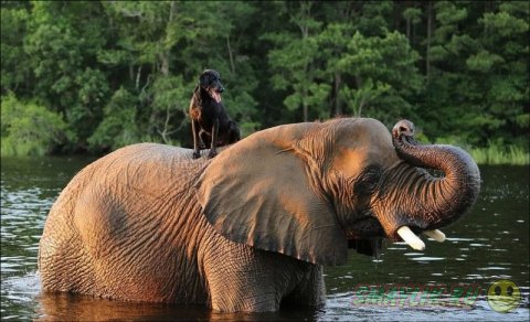 Слон и лабрадор весело проводят время вместе