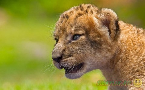 Снимки  детенышей львов и леопардов