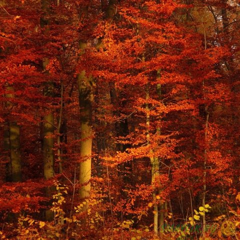 Краски осеннего леса