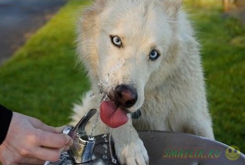 Милый пес у фонтанчика с водой