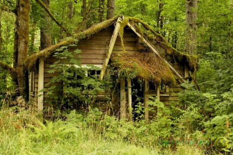 Самые красивые лесные домики