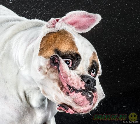 Выразительные фото отряхивающихся собак  