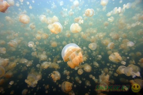 Жизнь подводного мира 