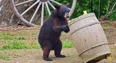 Семейство черных медведей в парке Преск Айл