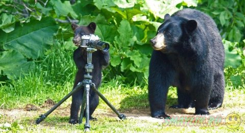 Семейство черных медведей в парке Преск Айл